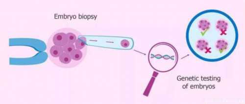 试管助孕中卵泡大小对成功率的影响及监测指南