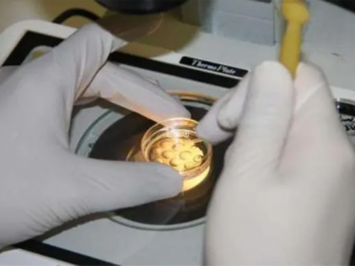 染色体缺失如何通过三代试管避免胎儿畸形及代生选择指南